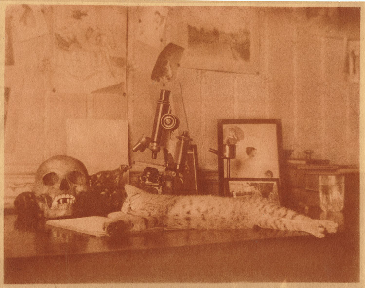 Photo Detail - Anonymous - Vanities: Cat Stretched out on Desk with Skull, Microscopes, Photographs, Bronze of a Dog and a Glass of Water