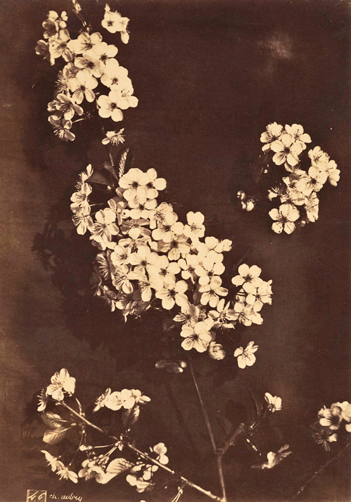 Photo Detail - Charles Hippolyte Aubry - Cherry Blossoms
