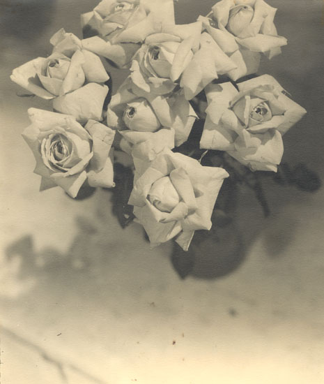 Photo Detail - Fernand Dengremont - Roses
