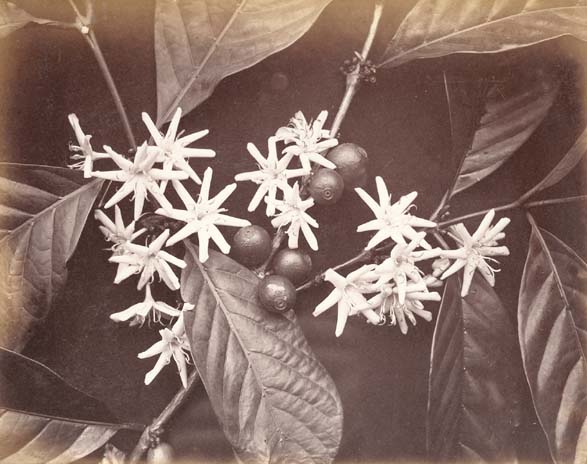 Photo Detail - Charles Scowen & Company - Liberian Coffee Blossom
