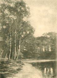 Birche Trees by Lake