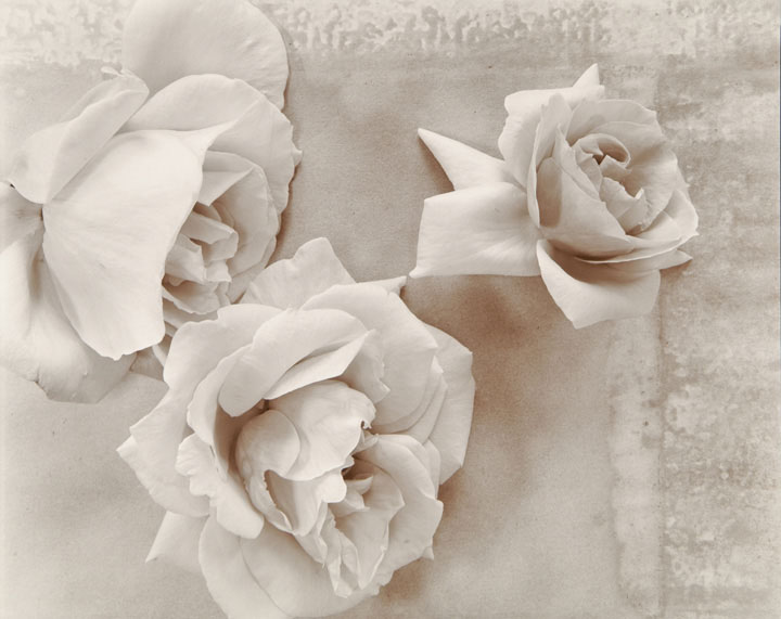 Olivia Parker - Roses (from "Lost Objects portfolio)