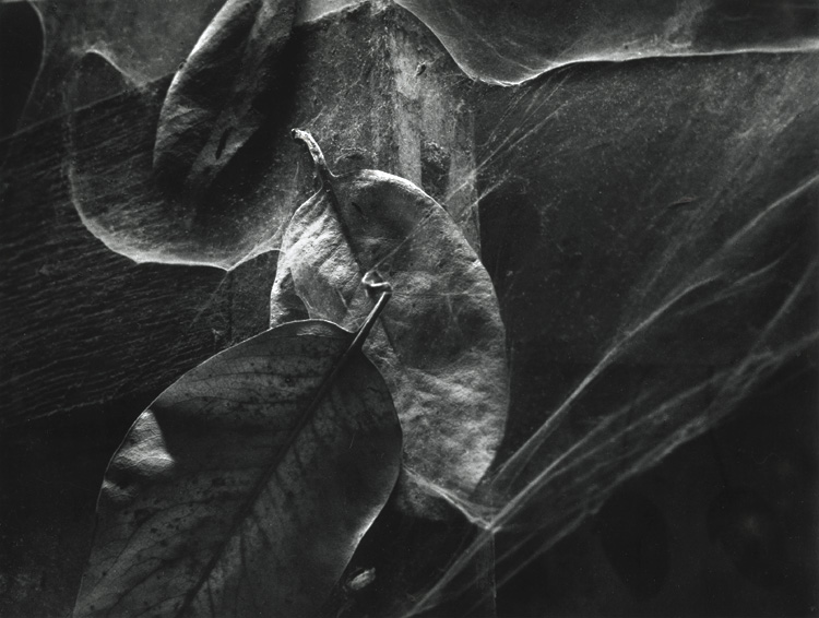 Photo Detail - Wynn Bullock - Leaves in Cobwebs