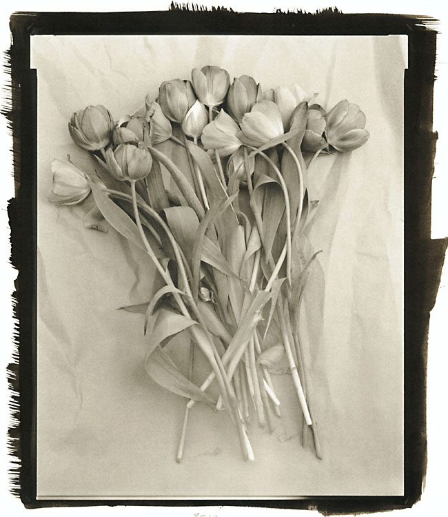 Photo Detail - Ray Bidegain - Tulips
