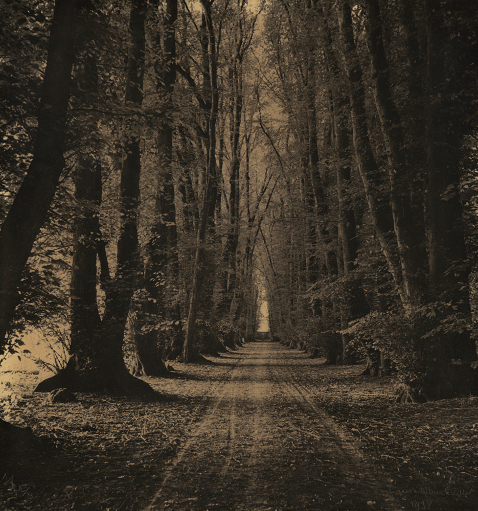 Laure Albin-Guillot - Road through the Woods