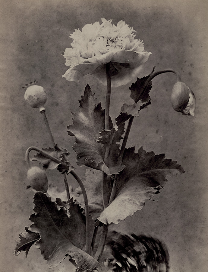 Constant Alexandre Famin - Flower