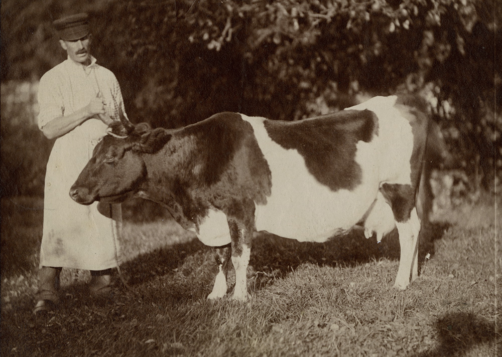 Anonymous - Man with Cow