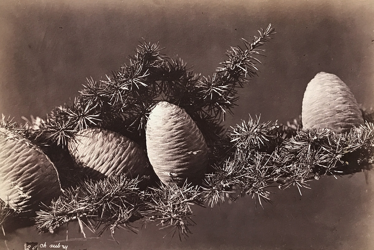 Charles Hippolyte Aubry - Evergreen with Pine Cones