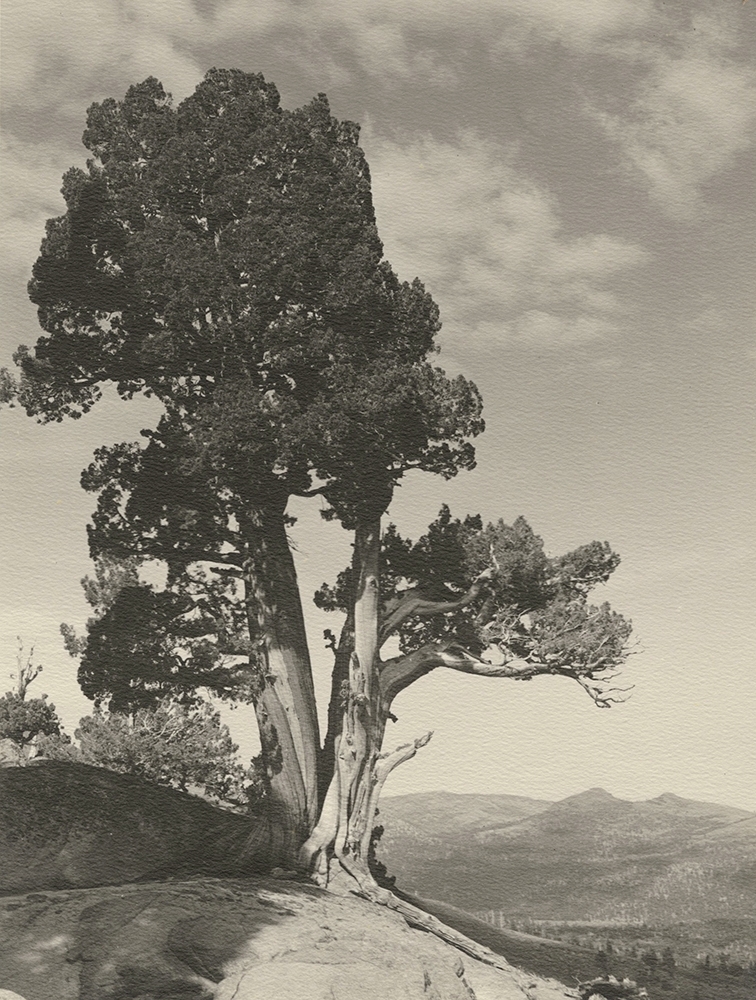 Photo Detail - William Edward Dassonville - Huge Ancient Bristlecone Pine Trees in the High Sierra