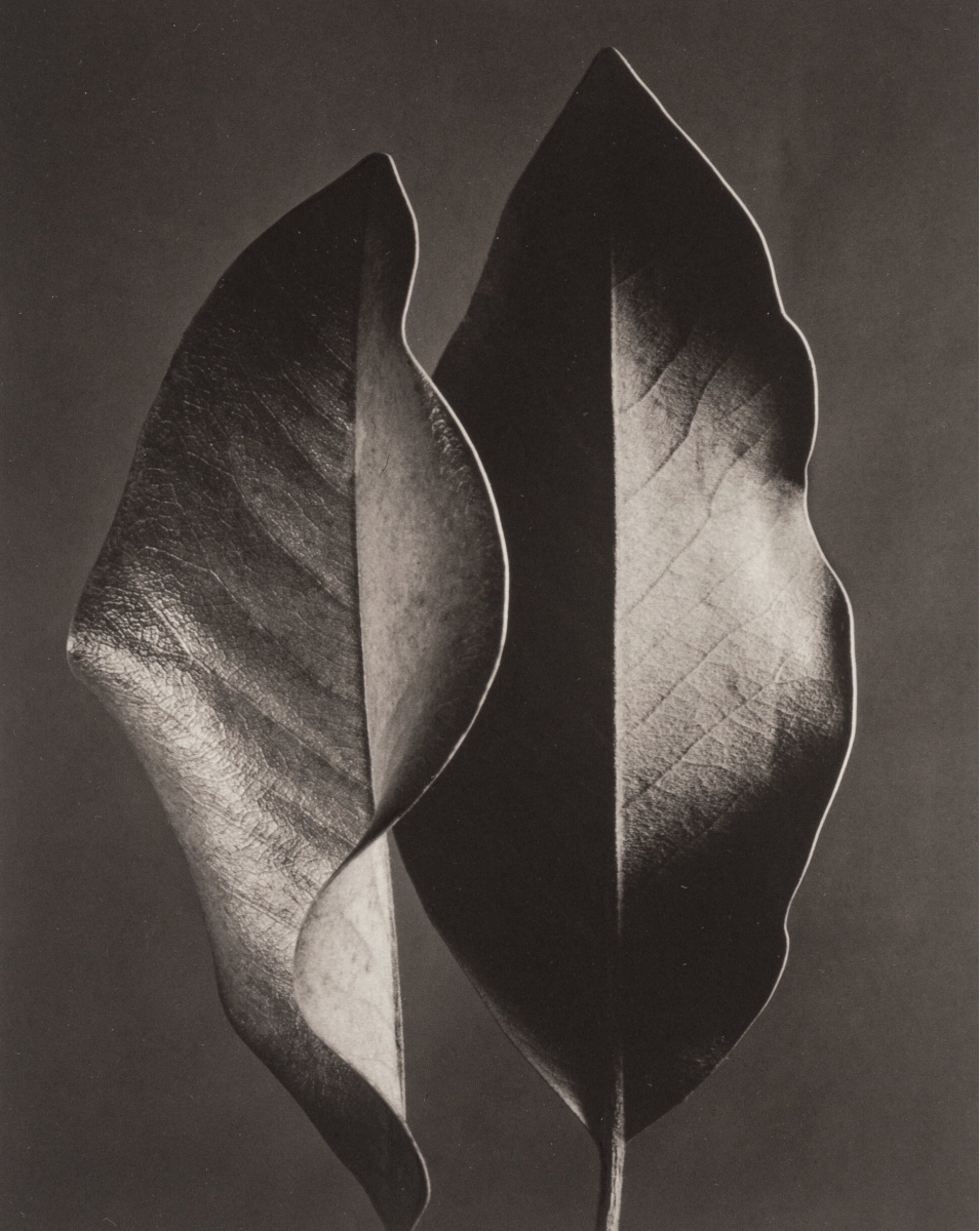 Photo Detail - Ruth Bernhard - Portfolio - "The Gift of the Commonplace" Photo Detail - Ruth Bernhard - Portfolio - "The Gift of the Commonplace"