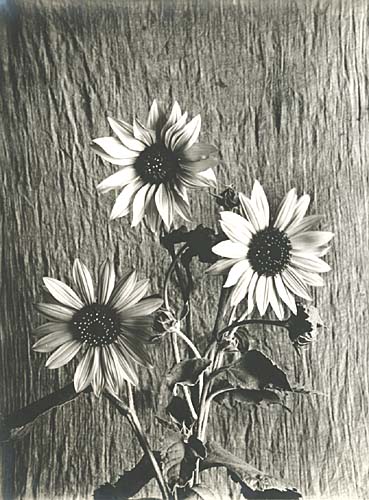 Anonymous - Wild Sunflowers