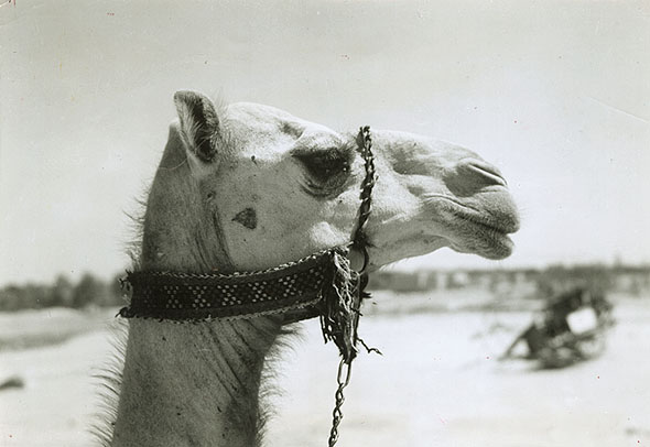 Photo Detail - Harold Corsini - A Camel, Nedj, Saudi Arabia