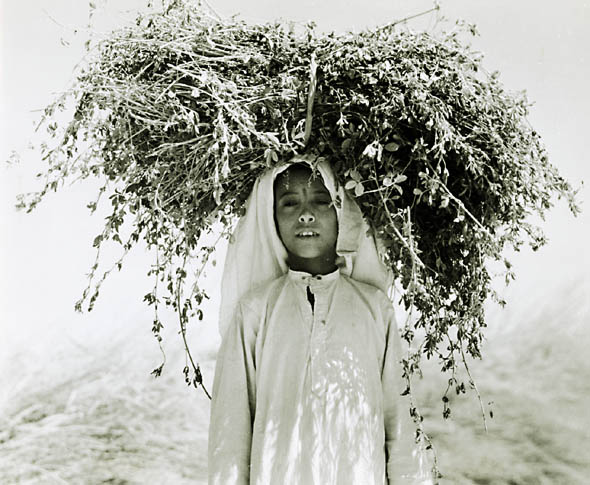Harold Corsini - Young Arab Carrying Alfalfa on His Head,  Nedj, Saudi Arabia
