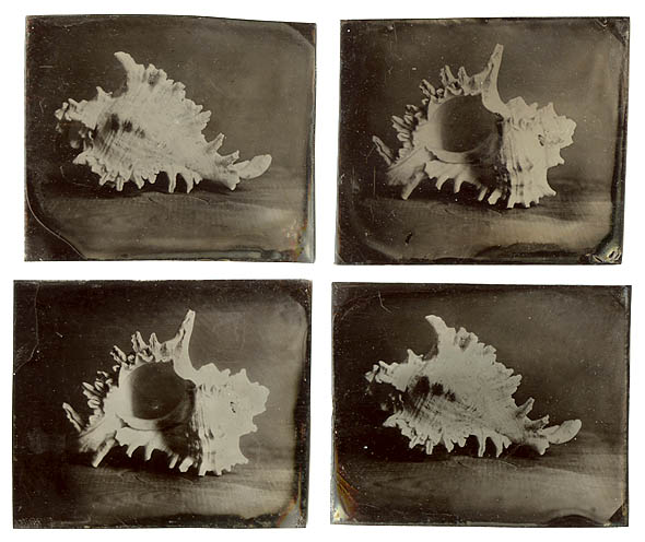 Kevin Klein - Seashells (Four Plates)