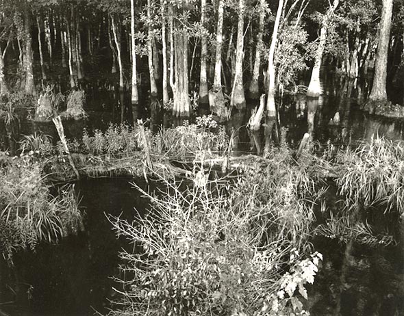 Photo Detail - Paula Chamlee - Swamp (Bayou Le Batre), Alabama #3