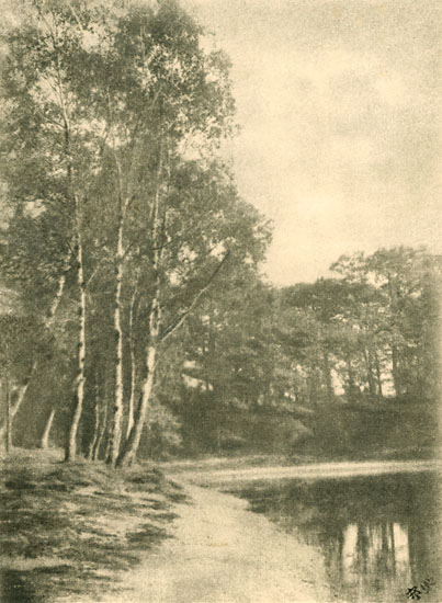 Photo Detail - A. P. - Birch Trees by Lake