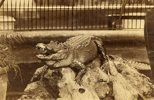 James Valentine - Crocodile, The Zoo, London.