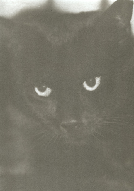 Ted Jones - Sam (Cat)