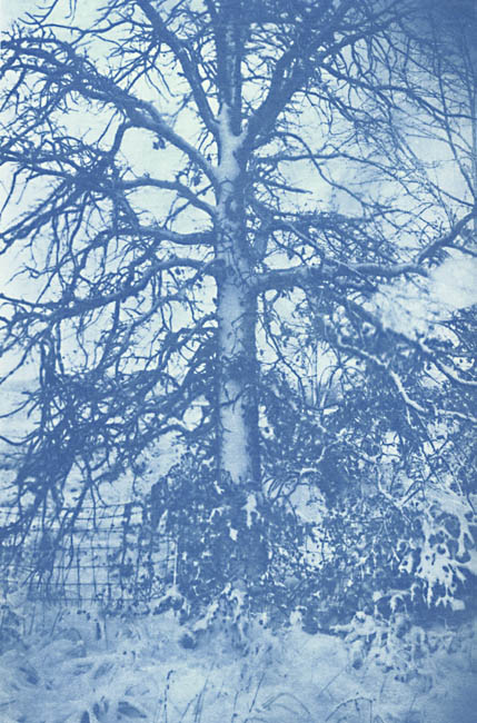 Ted Jones - Virginia Landscape #5 (Tree in Snow)